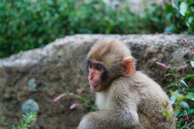 Monkey sitting on plants