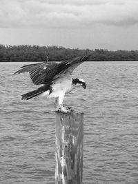 View of birds on wooden post
