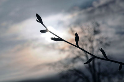 Low angle view of silhouette plant against sky at sunset