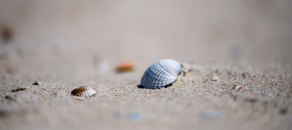 Close-up of shell on sand