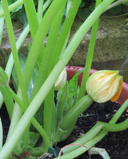 Close-up of fresh green plants