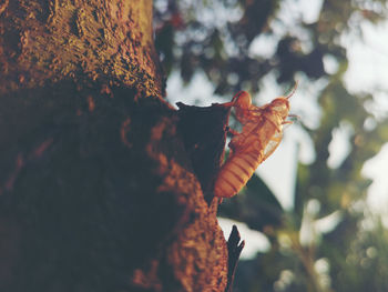 View of a leaf on tree trunk