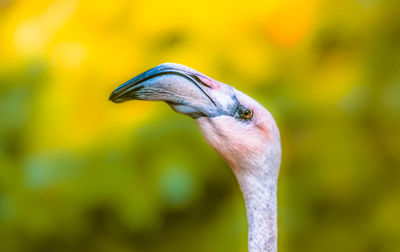 Close-up of a bird