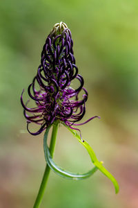 Flower in meadow