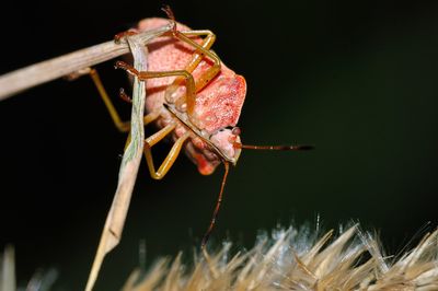 Close-up of insect