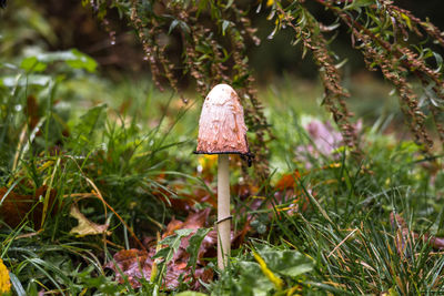 Close-up of mushroom on field