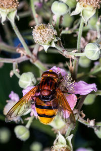 Close-up of bee on flower