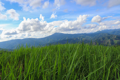 Scenic view of landscape against sky