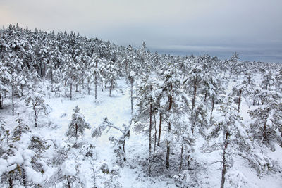 Snow covered trees in forest against sky