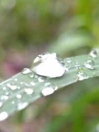 Close-up of raindrops on flower