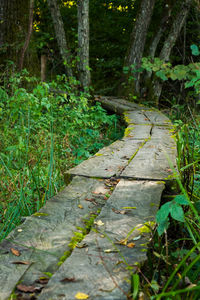 Walkway amidst trees in forest