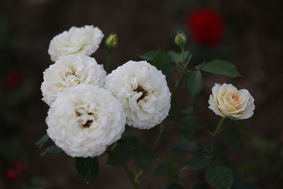 Close-up of white roses blooming outdoors