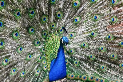 Close-up of peacock