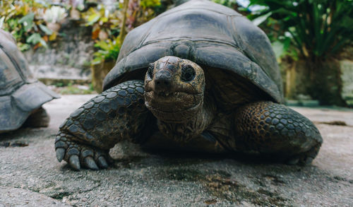 Close-up of a turtle