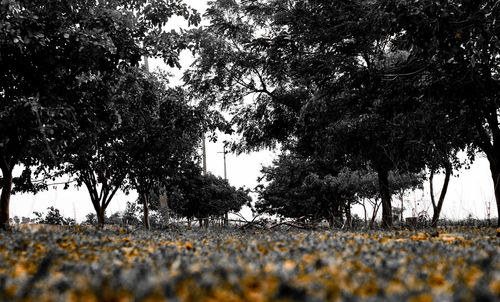 Trees on field against sky