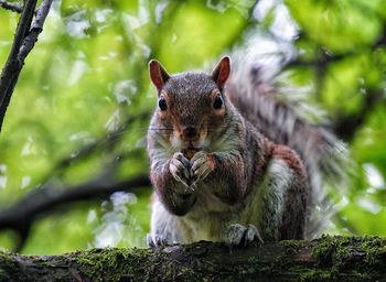 Close-up of squirrel on tree in forest