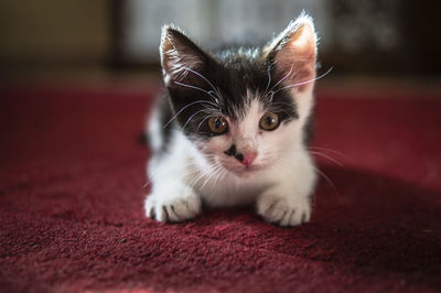 Close-up portrait of cat