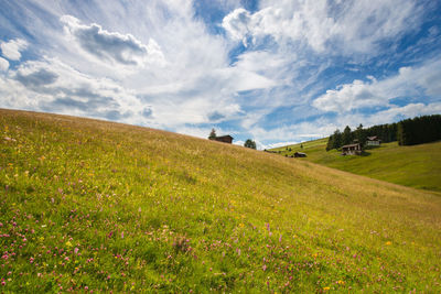 Scenic view of meadow field against sky