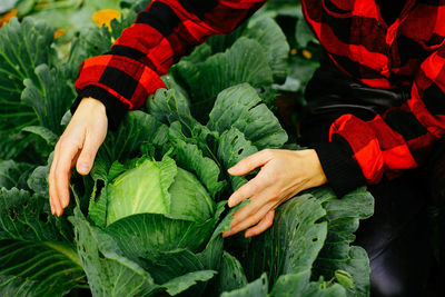 Woman picking cabbage vegetable at field. female farmer working at organic farm. harvesting