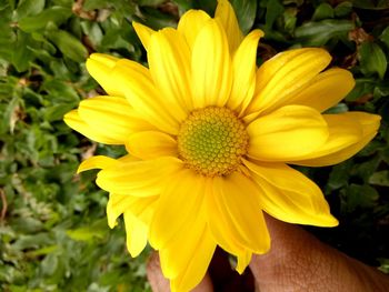 Close-up of yellow flower blooming outdoors