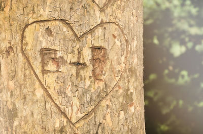 Close-up of heart shape on tree trunk against wall