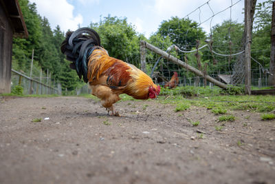 View of rooster on footpath