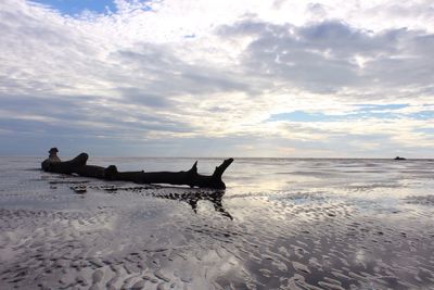 Drift wood at fairhaven beach against cloudy sky