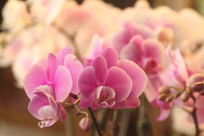 Close-up of phalaenopsis plant