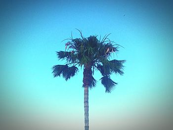 Low angle view of palm tree against clear blue sky