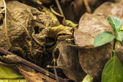 Close-up of frog on leaves