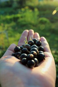 Cropped hands holding berries during sunset