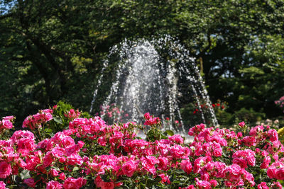 Pink flowering plants in park