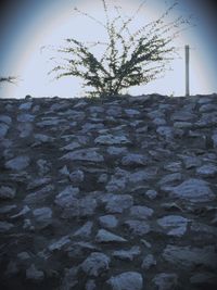 Low angle view of bare trees against sky