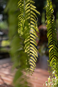 ferns and horsetails