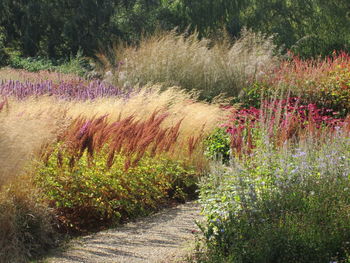 Plants growing on field