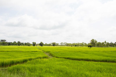 Scenic view of agricultural field against sky