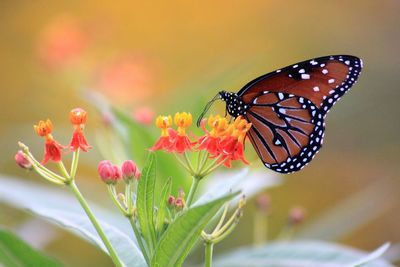 Close-up of butterfly pollinating on flower