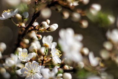 Close-up of white cherry blossom tree