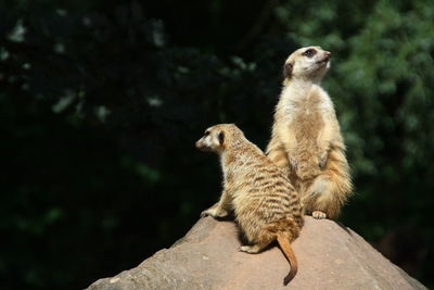 Meerkat sitting on rock