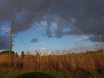 Low angle view of grass on field against sky