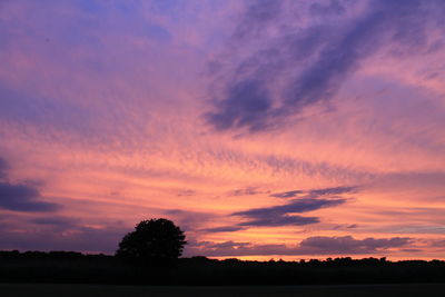 Silhouette of trees at sunset