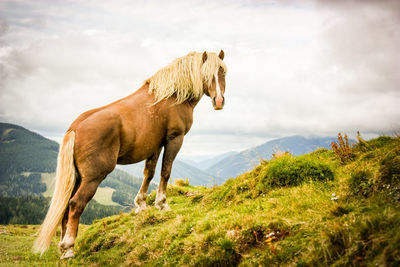 Horse standing on field against sky