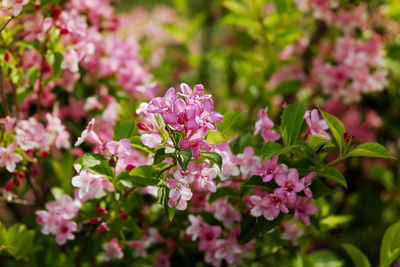 Close-up of pink flowering plants