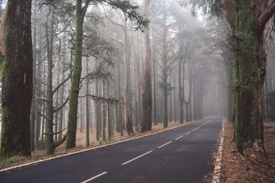 Road amidst trees in forest