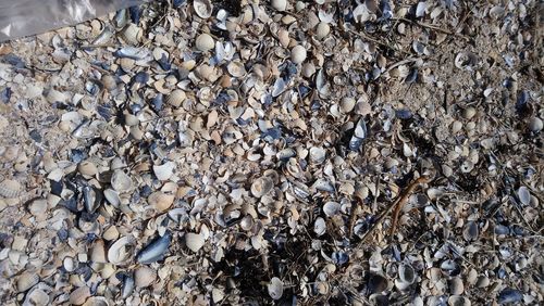 Full frame shot of seashells on beach