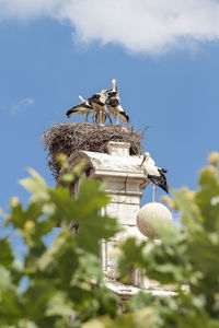 Low angle view of birds on house against sky