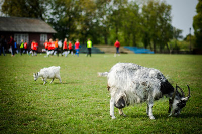 Sheep standing in a field