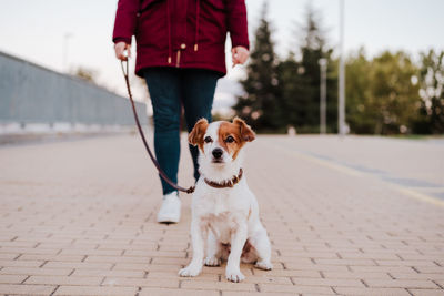 Low section of person with dog standing on footpath