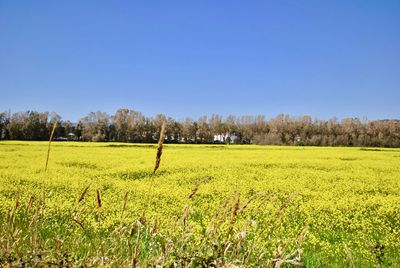 Scenic view of field against clear sky