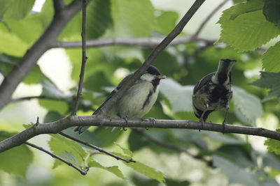 Close-up of bird perching on tree